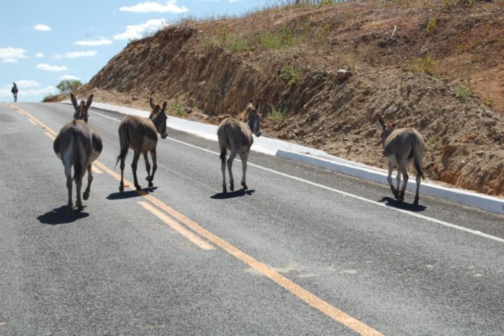 Animais na pista podem causar acidentes. (Crédito: Foto: Reprodução)