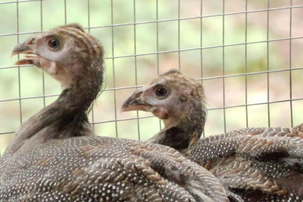 Família de Altos aposta na criação de capotes e transformam manejo em fonte de renda. (Crédito: TV Antena 10)