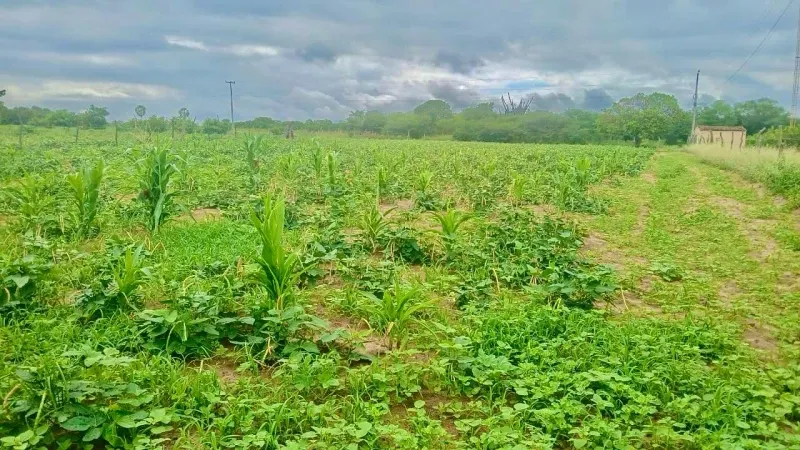 “Seca verde” atinge 127 cidades no Piauí; veja os municípios afetados. (Imagem: Divulgação/Semarh)