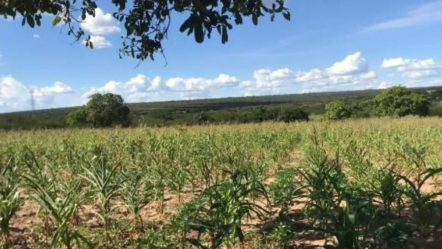 'Seca Verde' atingiu vários municípios do Piauí. Na imagem, roça de milho em Geminiano (PI). | Crédito: Info Newss